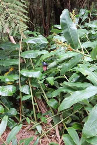 Man hidden by huge wild ginger plants.