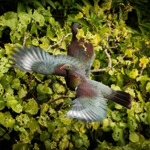 Kereru Kerikeri Peninsula CPCA Story (Photo Dean Wright) (400)