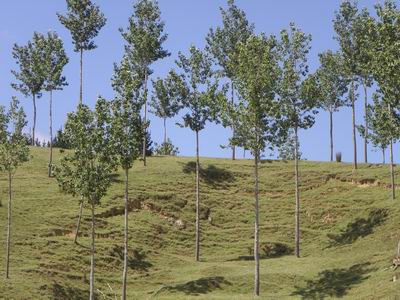 Poplars growing on hillside.