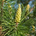Wilding conifer programme