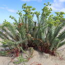 Sea spurge found at Kapowairua (Spirits Bay)