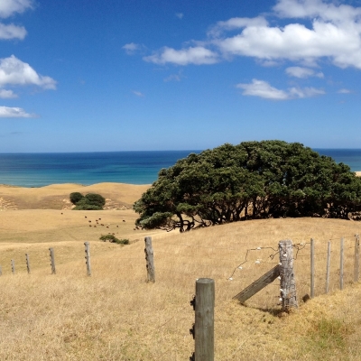 Farm Near Kai Iwi Drought Conditions (400)