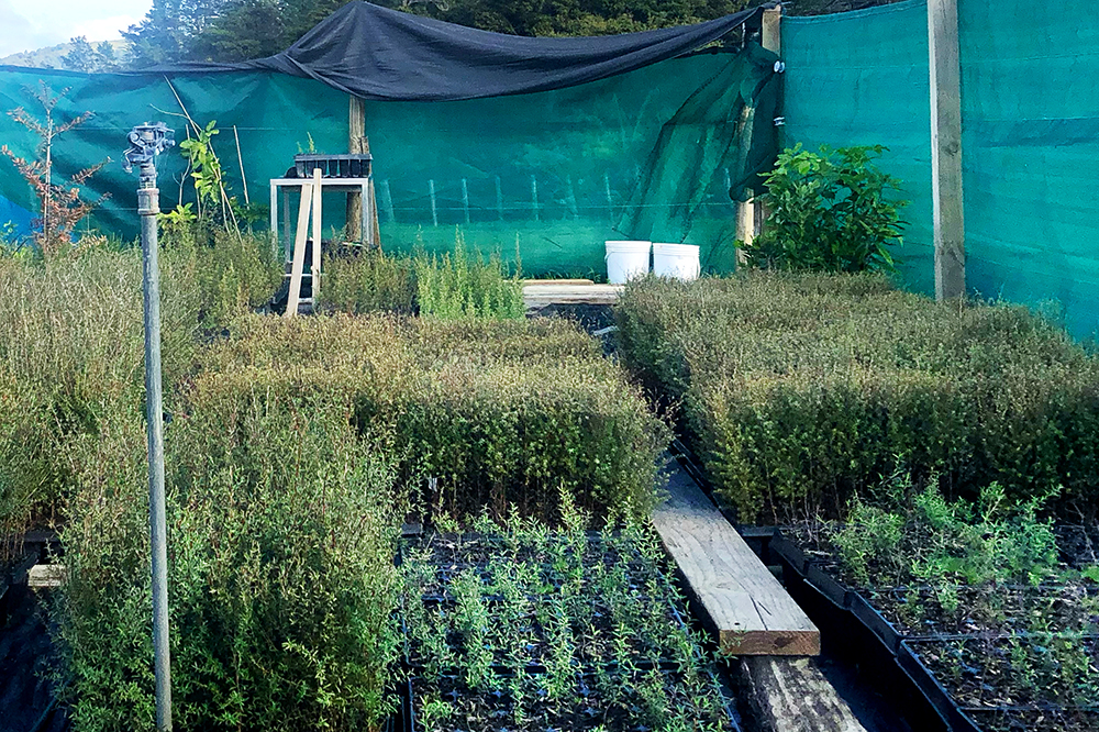 Manuka and kanuka seedlings in a nursery.