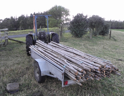 Harvested poplar poles