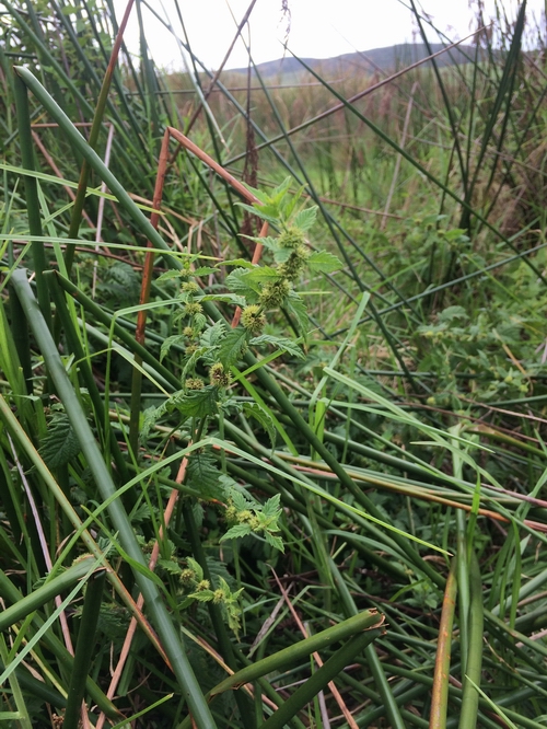 Gypsywort growing by the lagoon.