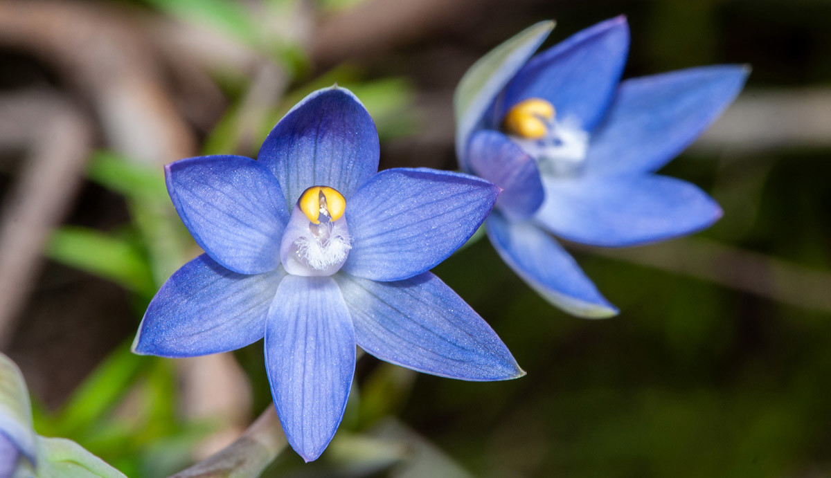 Thelymitra aff. pauciflora (Photo: Ian Skipworth).