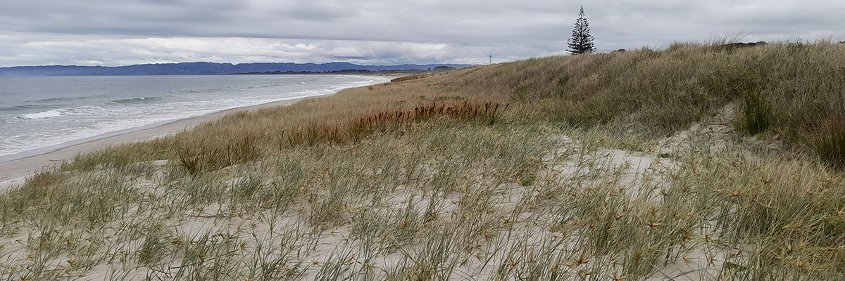 Spinifex and pingao on Ruakākā dune.