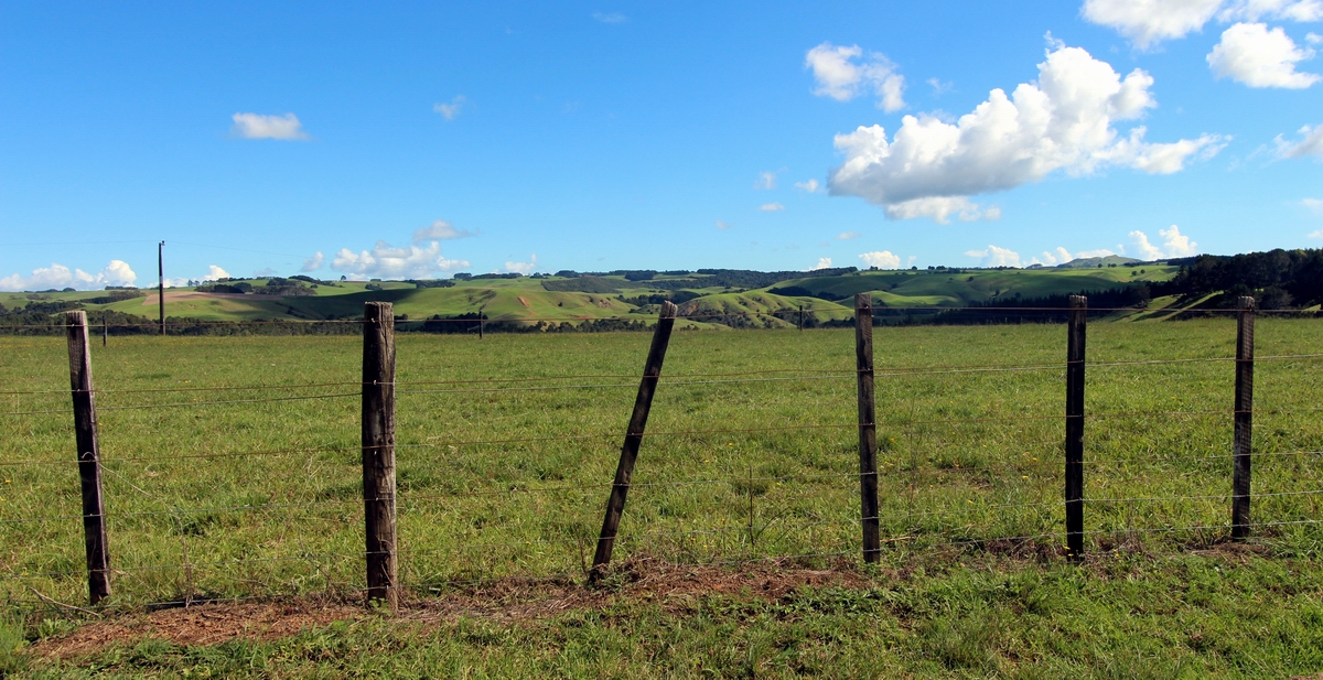 Green pasture in Northland.