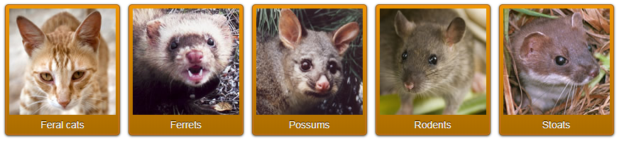 Feral cat, Ferret, Possum, Rat and Stoat.