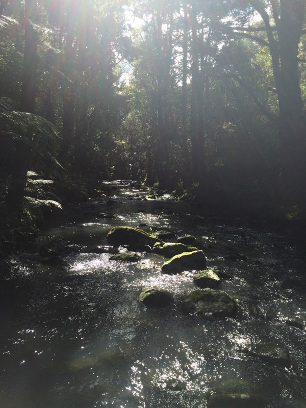 Forest along the Mangakino Stream