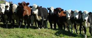 Cows in a paddock.