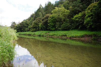 Mangakāhia River near Twin Bridges. 