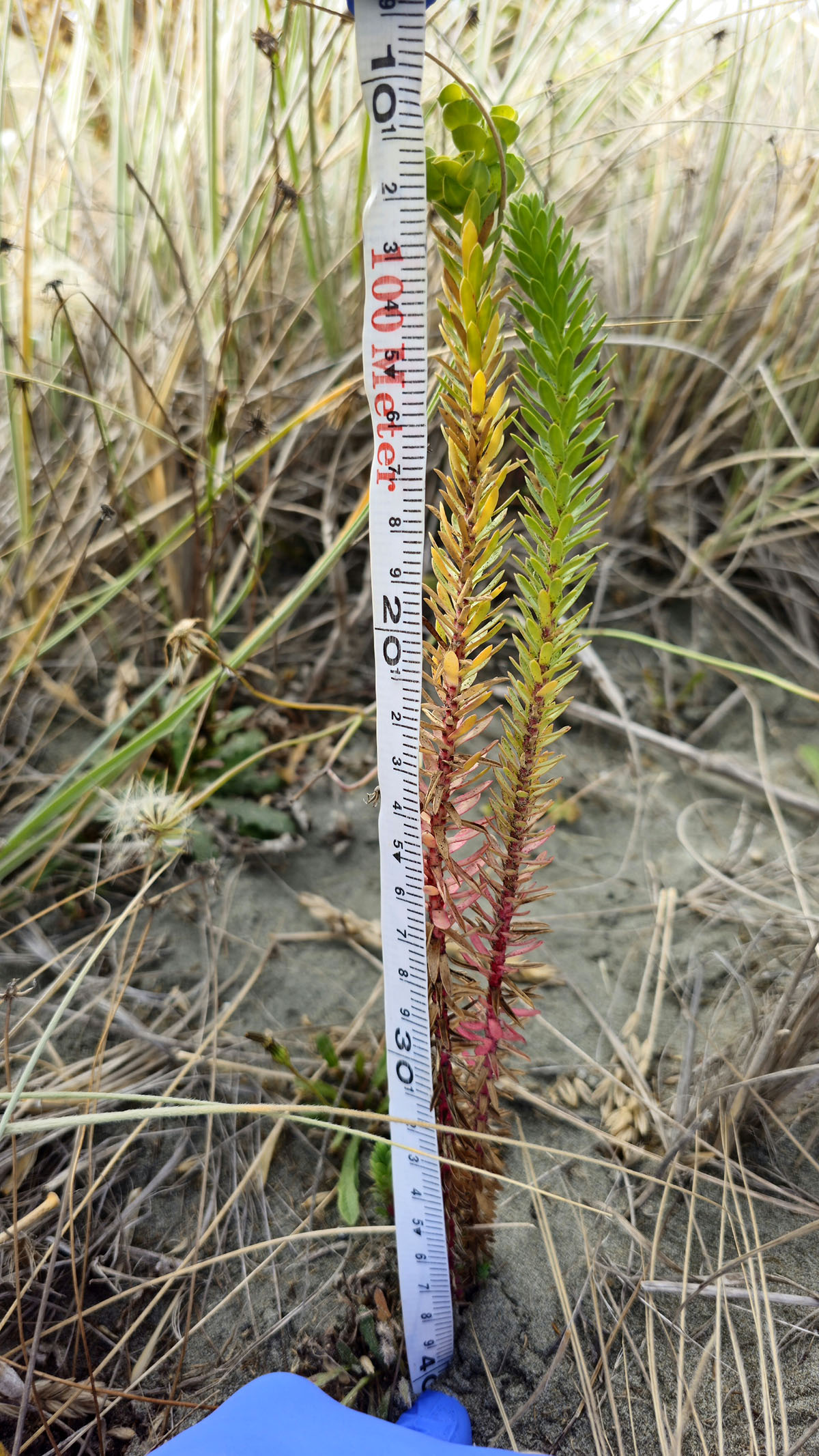 Close up of tape measure measuring sea spurge plant showing the tightly packed bluish green leaves and red tinge at the base of the stalk.