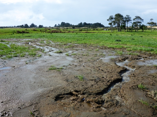 Farm land with ponding farm dairy effluent.