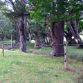 Whangārei Urban Awa Project