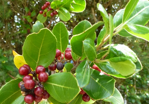 Evergreen buckthorn.