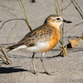 Online reporting for shorebirds