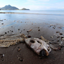 Think of other people, council urges fish and shell dumpers