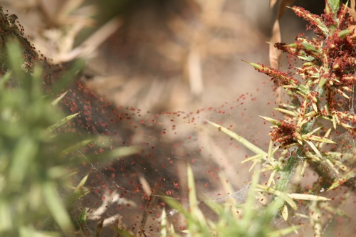 Gorse spider mites.