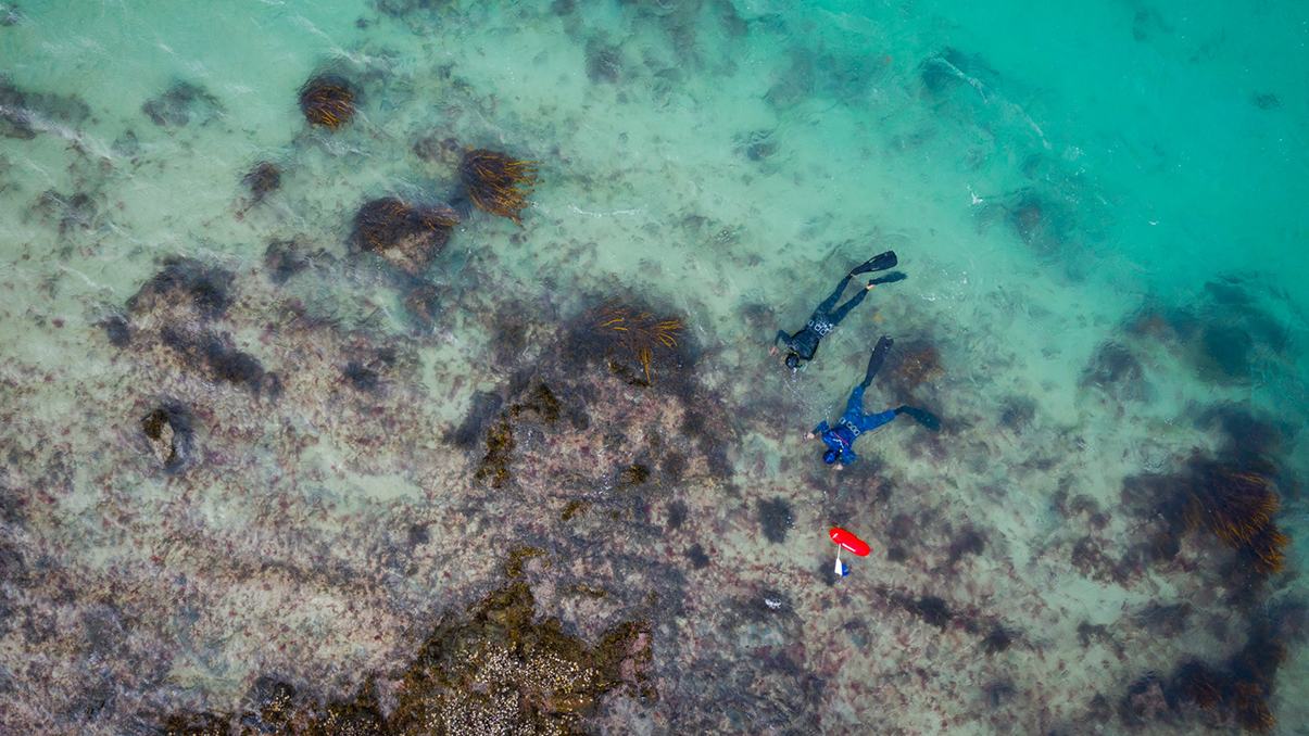 Aerial photo of two people snorkelling.