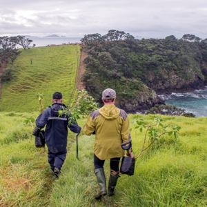 Taurawhata Planting (Cropped) (400) (S) (Malcolm Pullman)