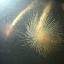 Public praised for successes in ongoing marine pests battle