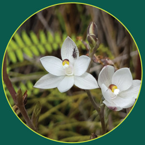 Biodiversity AR Cover Image
