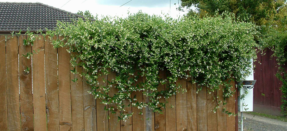 Moth plant vine growing over a fence.