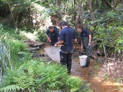 Electric-fishing and habitat survey.