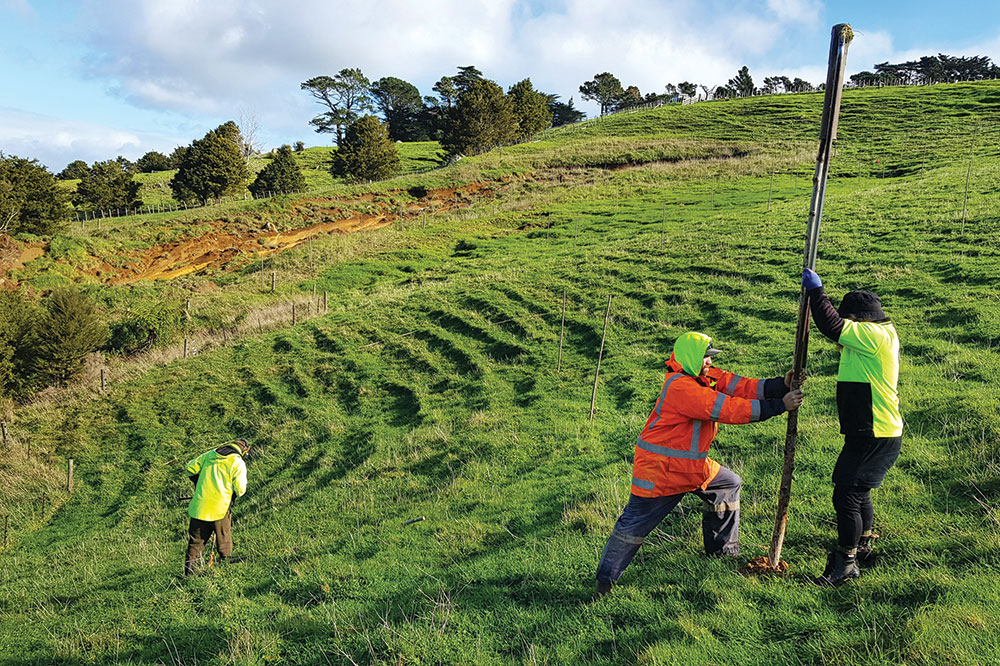 Three people on a hillside planting poplars.