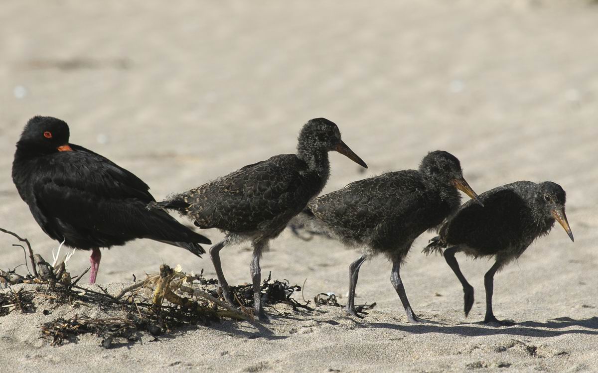 Oyster Catcher and chicks.