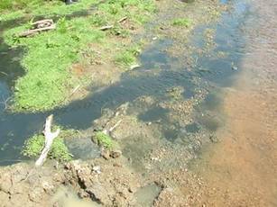 Photo of poorly treated farm dairy effluent discharge.