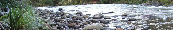 Waipoua River.