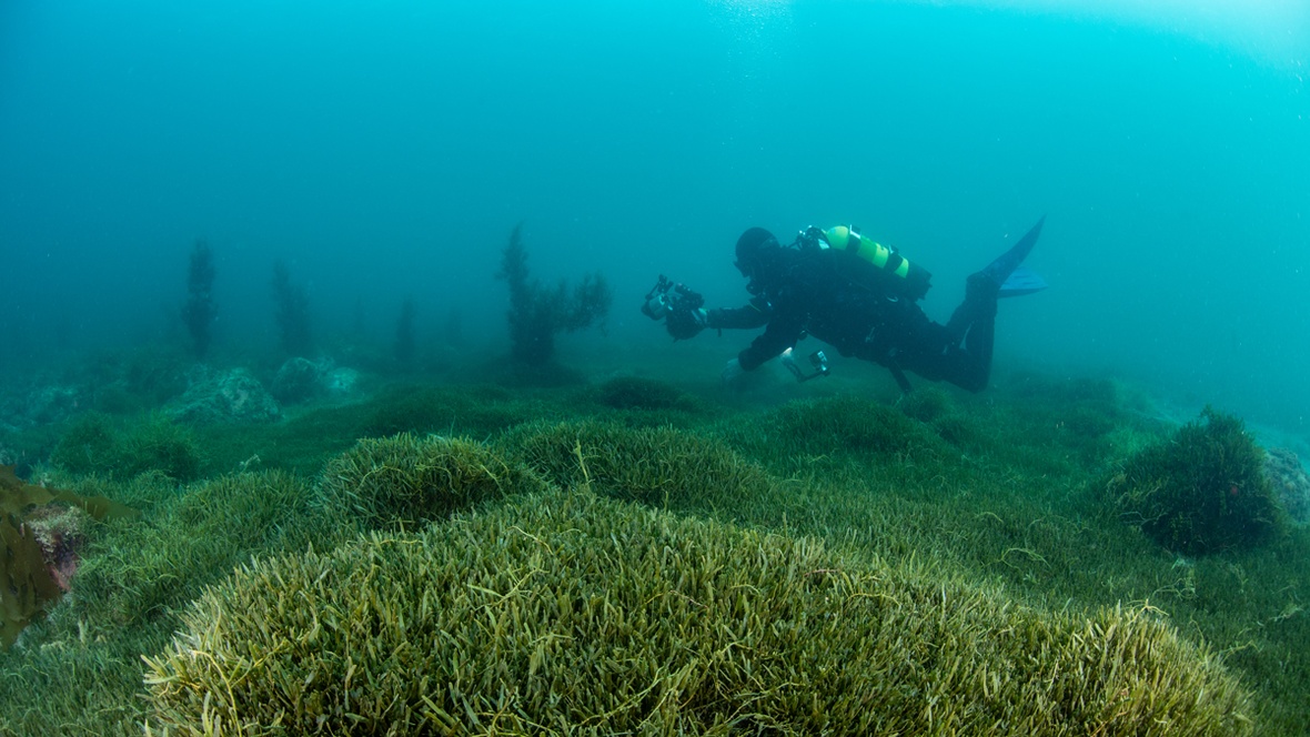 Diver in water near seabed covered in Caulerpa.