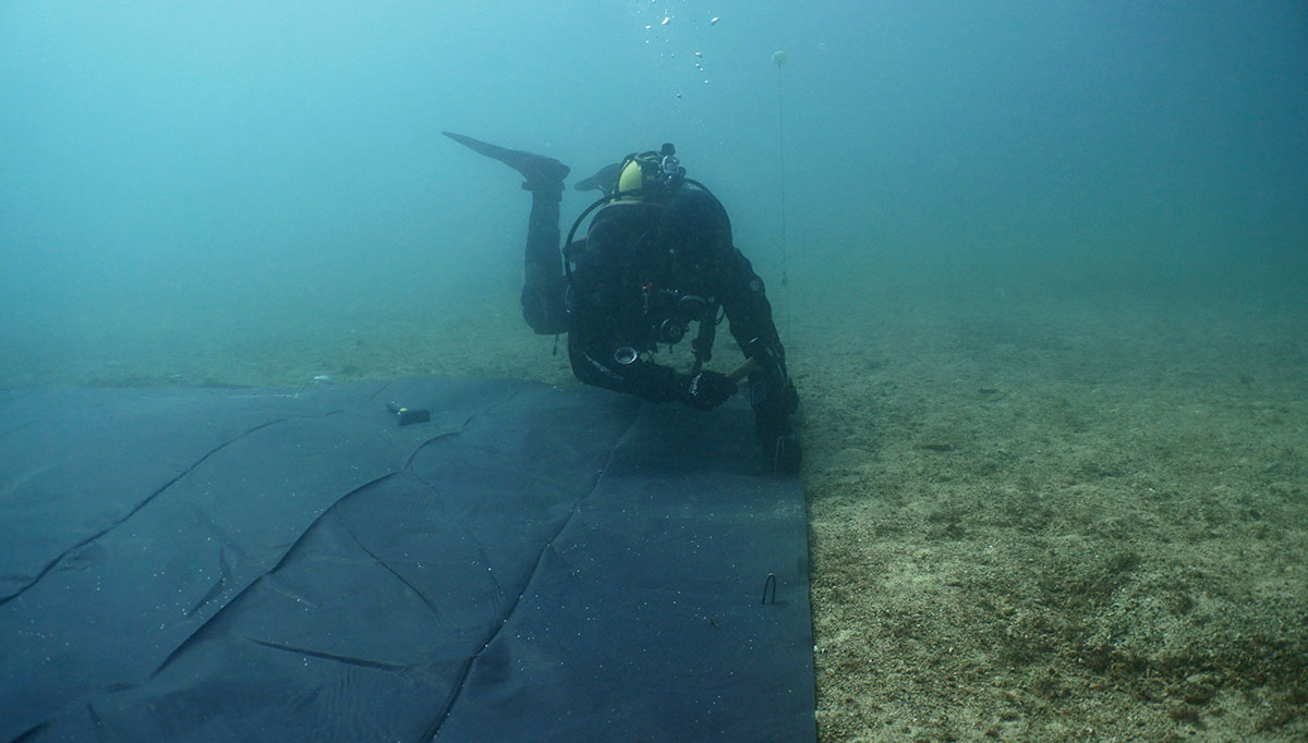 Diver pegging a tarpaulin over caulerpa on the seabed.