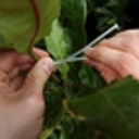 Sex drive may be moth’s downfall, trial backers hope