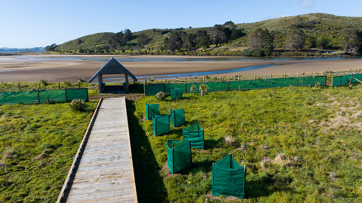 Takou Bay plantings and boardwalk.