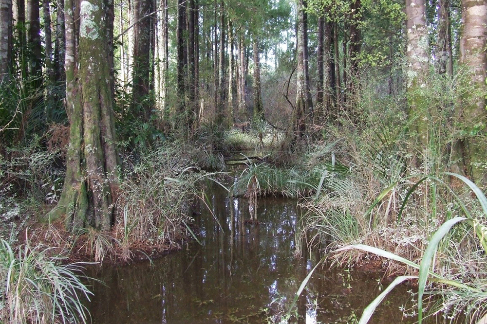 Kahikatea at Frith Road Dairylands Wetland, Dargaville.