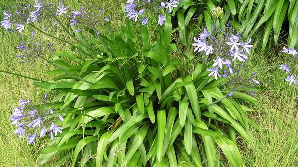 Agapanthus 02 Photo Credit Auckland Council