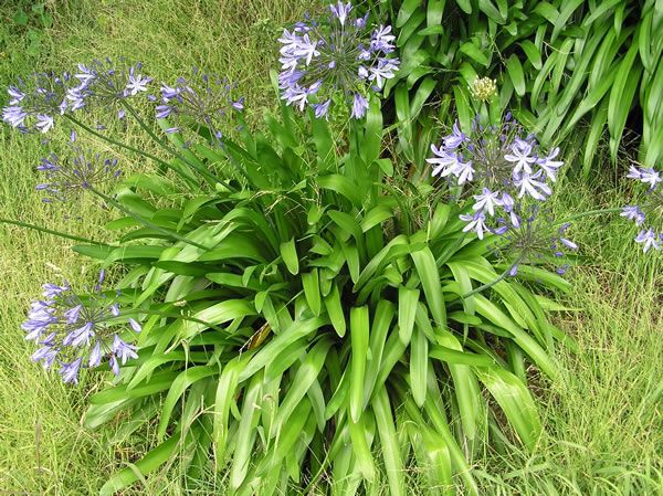Agapanthus 02 Photo Credit Auckland Council
