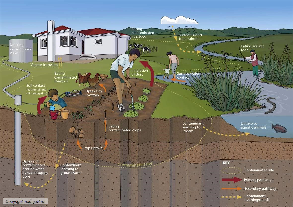 Diagram showing the main pathways by which contaminants in soil can affect human health. (Source: www.mfe.govt.nz)