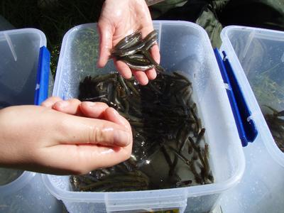 Lake Ngatu fish survey.