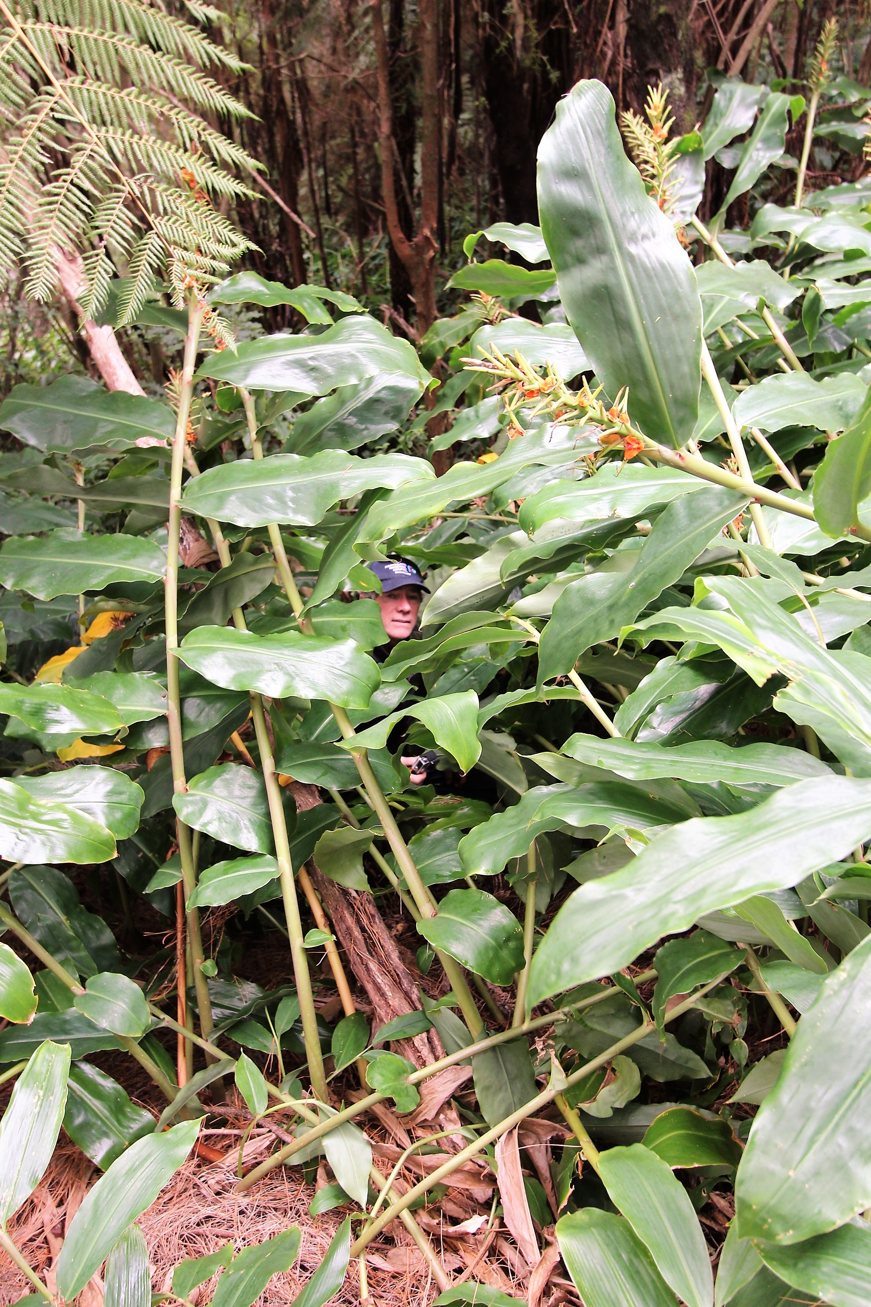 Biosecurity Manager Don McKenzie dwarfed by wild ginger in the Helena Bay area.