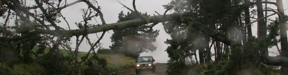 Branch down across Finlayson Rd in Ruatangata.