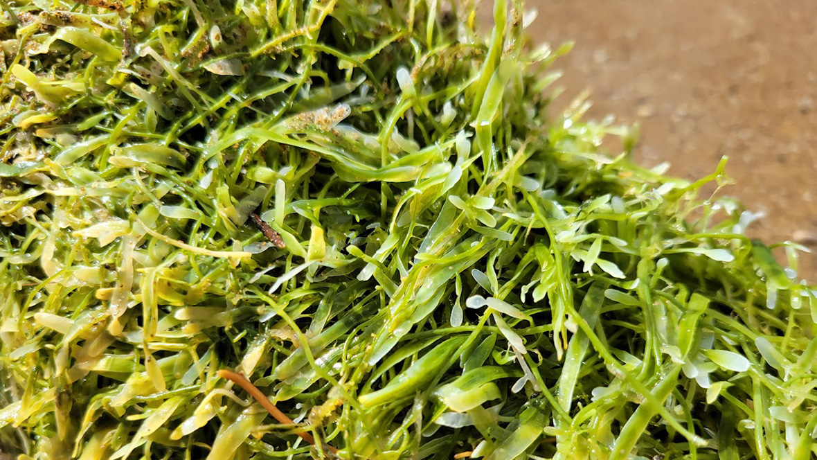 Caulerpa up close on the beach photo credit Sid Wales MPI.
