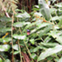 New insect allies to be conscripted for war on wild ginger