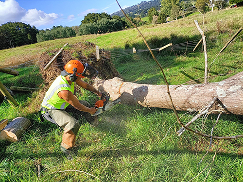 Man using chainsaw on fallen tree.