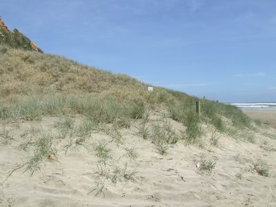 Baylys Beach, December 2010.