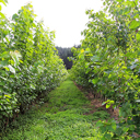 Poplar and willow sales resume