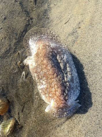 A toxic sea slug (Alison Stewart photo).